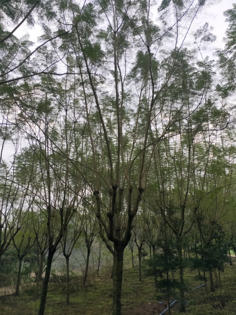 蓝花楹