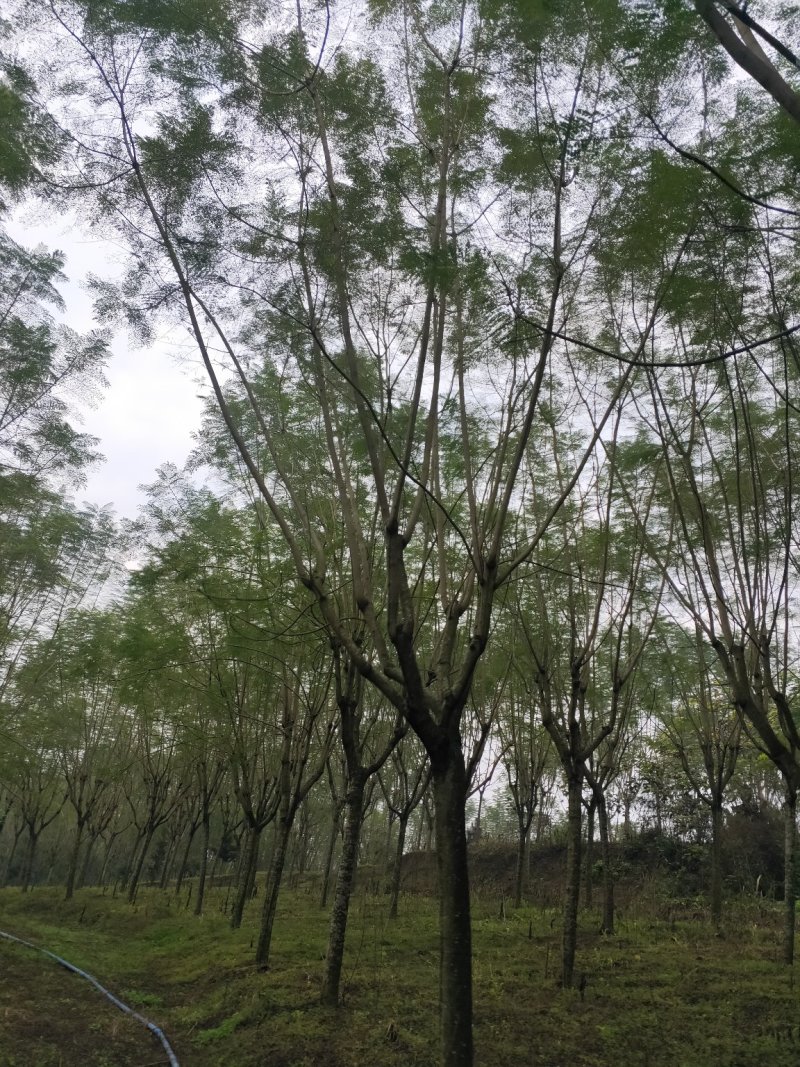 蓝花楹