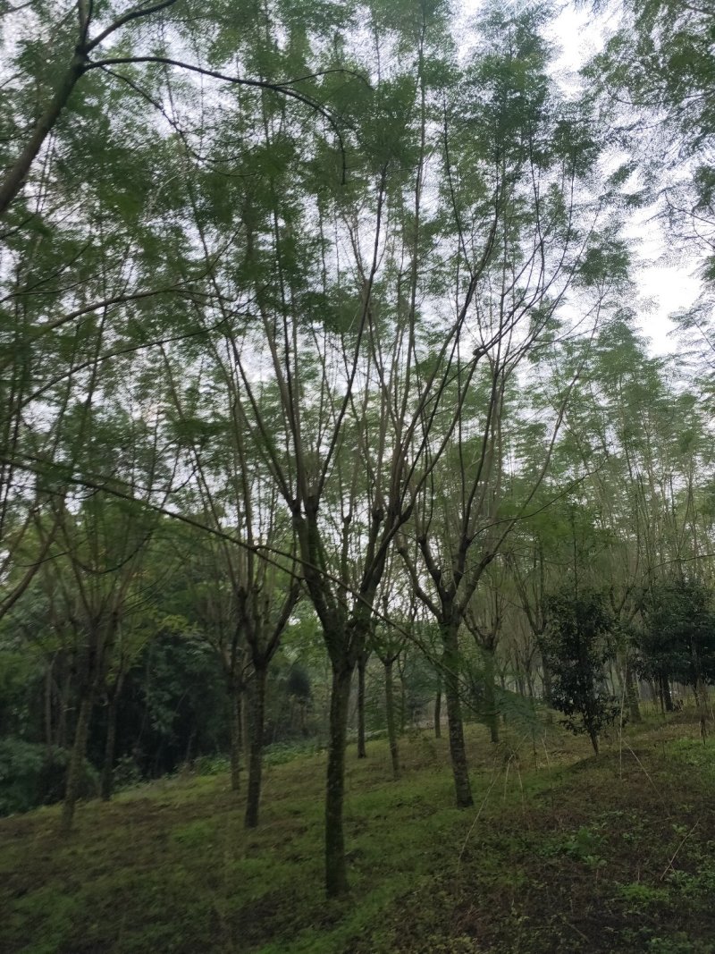 蓝花楹