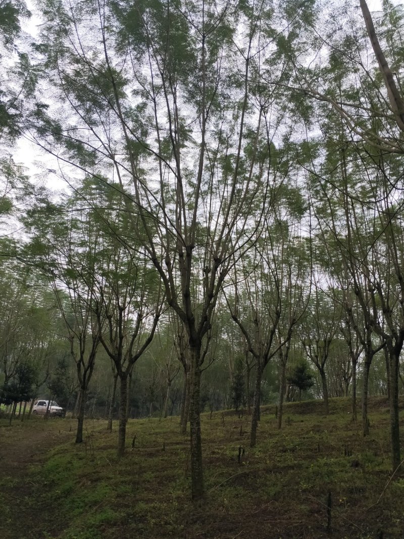 蓝花楹