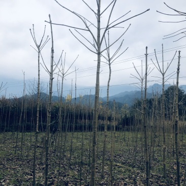 苗木，七叶树落叶乔木可做行道树。，，，，，