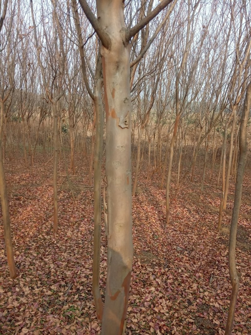 速生紫薇1米以下4~6cm1.5~2米