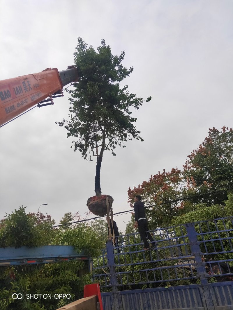 江西苗木红果冬青树形漂亮大量供应
