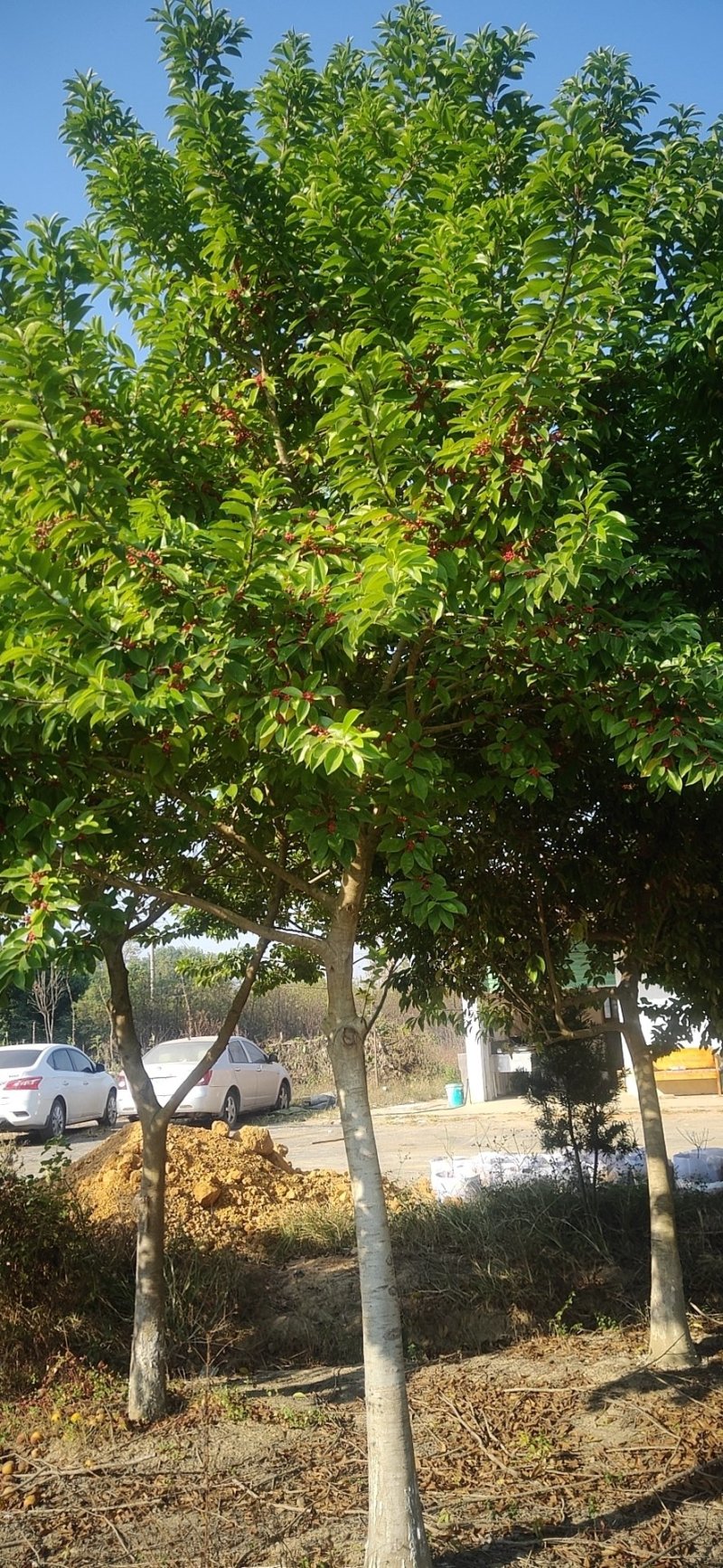 江西苗木红果冬青树形漂亮大量供应