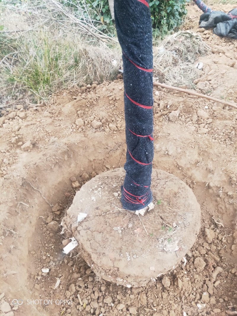 江西苗木红果冬青树形漂亮大量供应