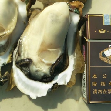大量批发鲜活生蚝