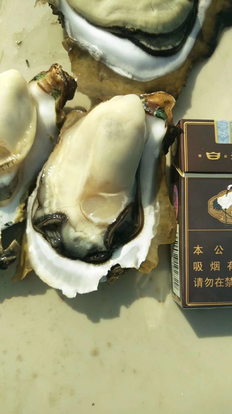 大量批发鲜活生蚝