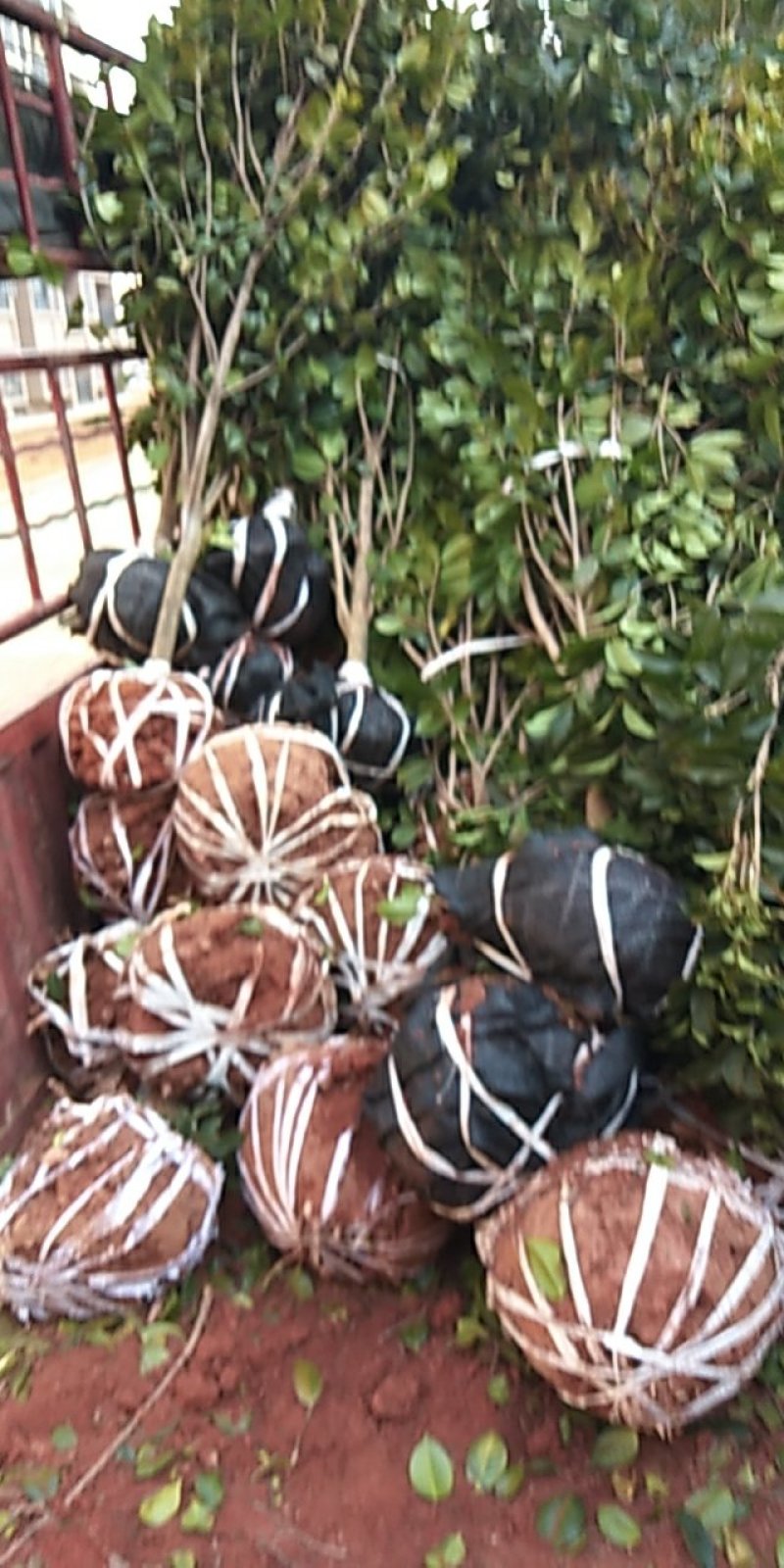 江西苗木红果冬青树形漂亮大量供应