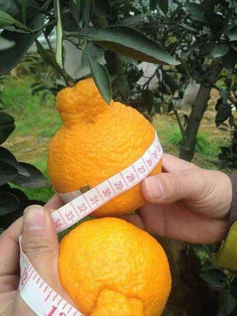 不知火苗丑橘苗保真品种现挖现发免费提供种植技术