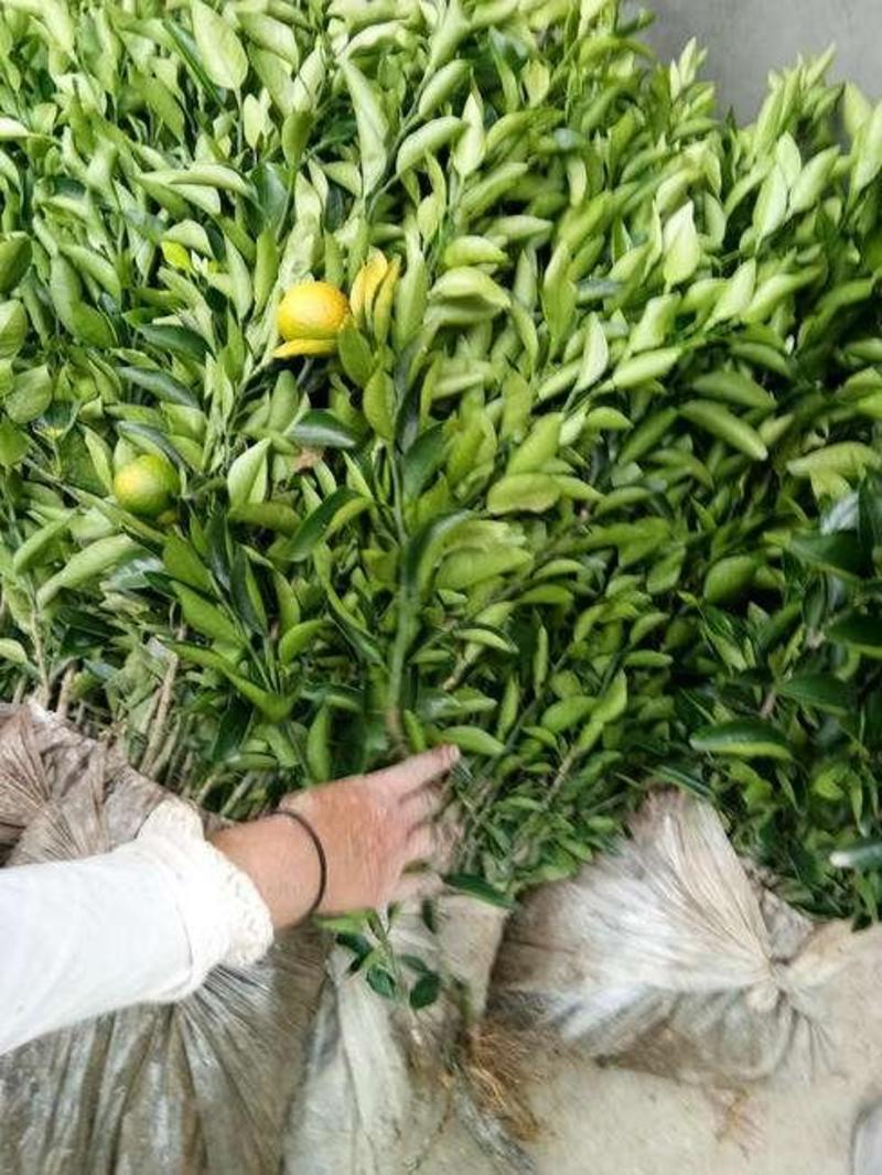 不知火苗丑橘苗保真品种现挖现发免费提供种植技术