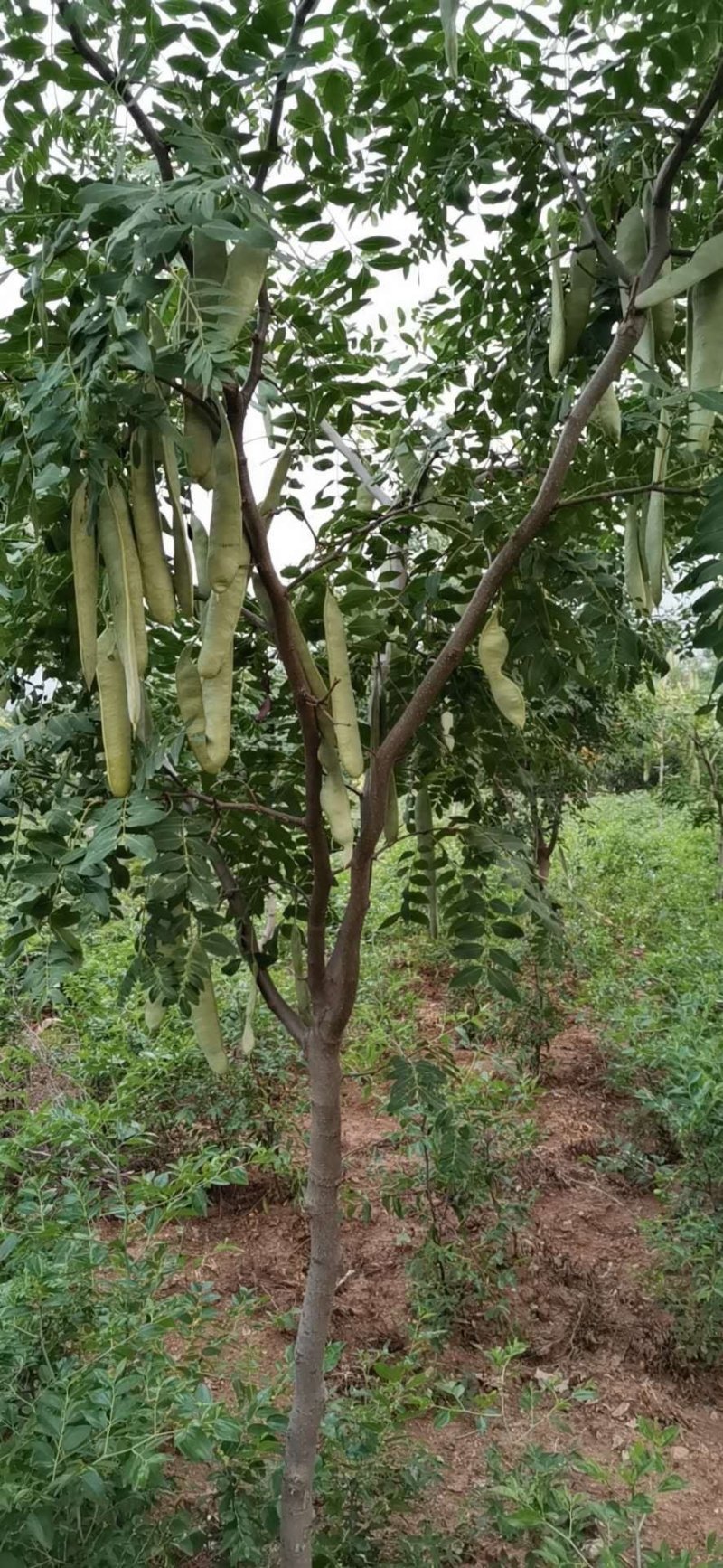 嫁接无刺皂角苗。只结果不长刺。粒大饱满。产量高而稳定，