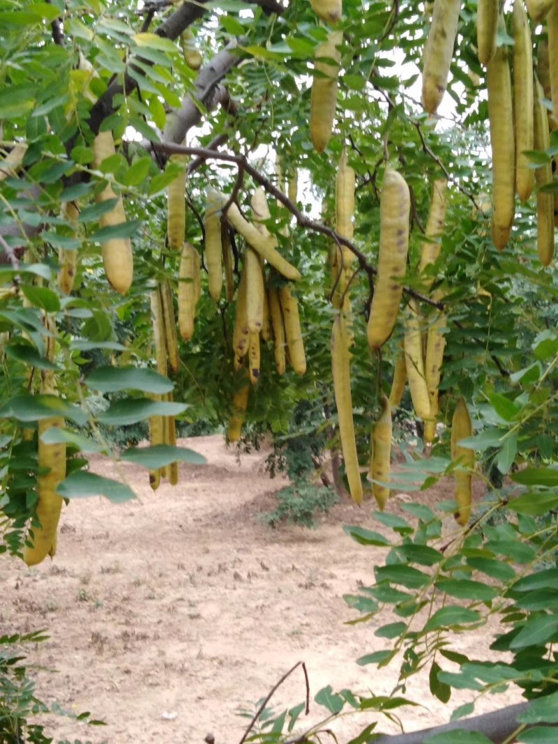 嫁接无刺皂角苗。只结果不长刺。粒大饱满。产量高而稳定，