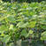 阳光玫瑰葡萄苗葡萄树苗当年结果基地直供品种保证