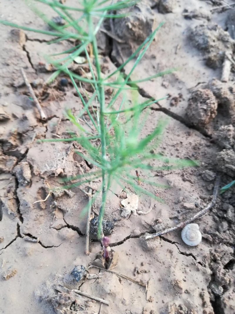 绿芦笋苗一年苗二年苗芦笋基地批发抗病产量高包成活包邮