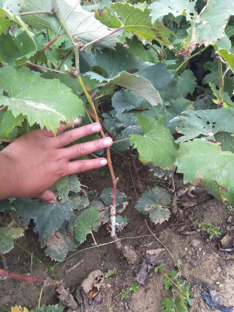 金手指葡萄苗盆栽地栽葡萄树苗基地直供包品种包成活