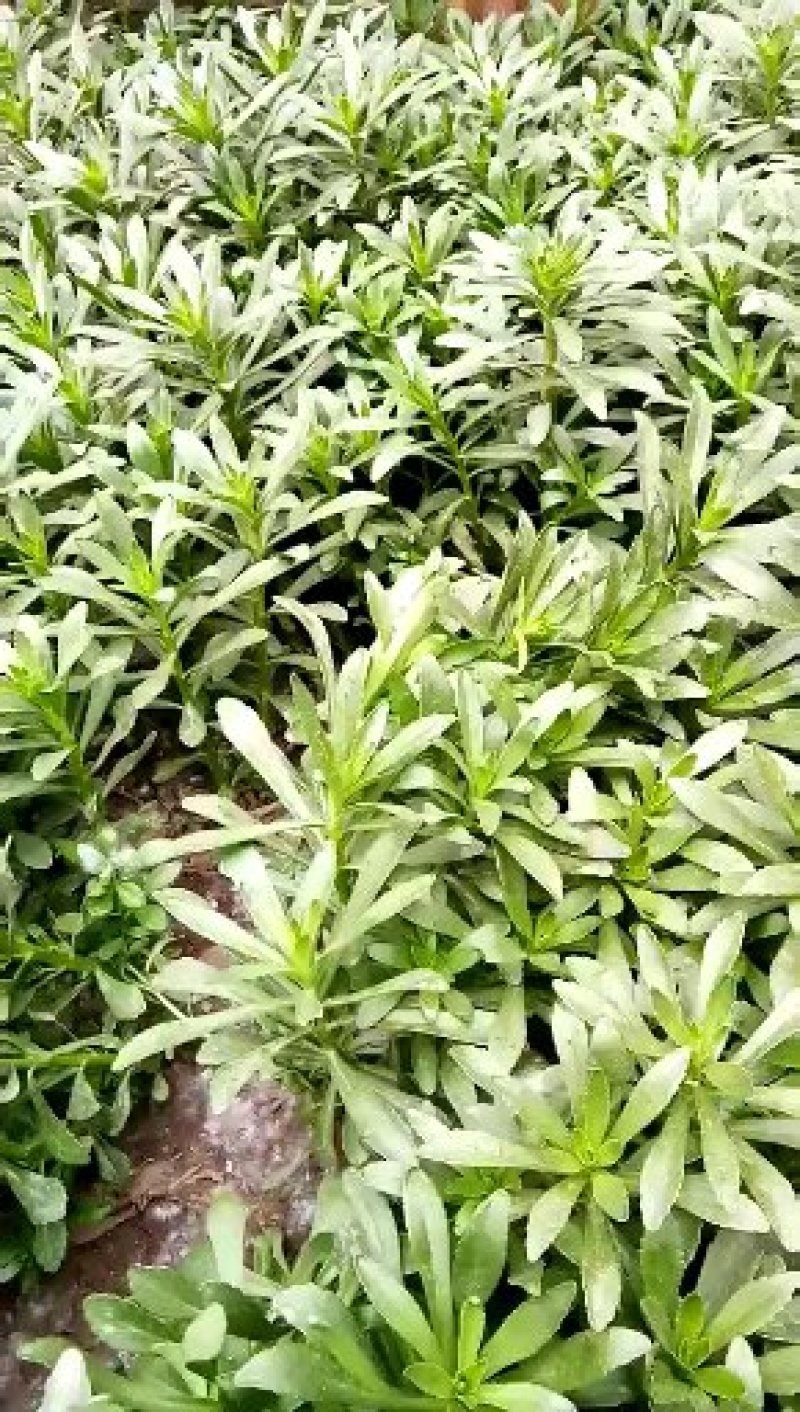 优质菜养心菜种苗救心菜种苗基地批发价格救心菜种苗
