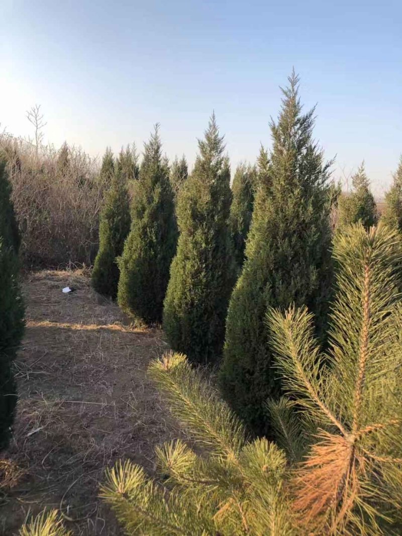 江苏沭阳一手货源塔柏苗圃直销量大从优蜀桧产地