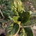 菠菜