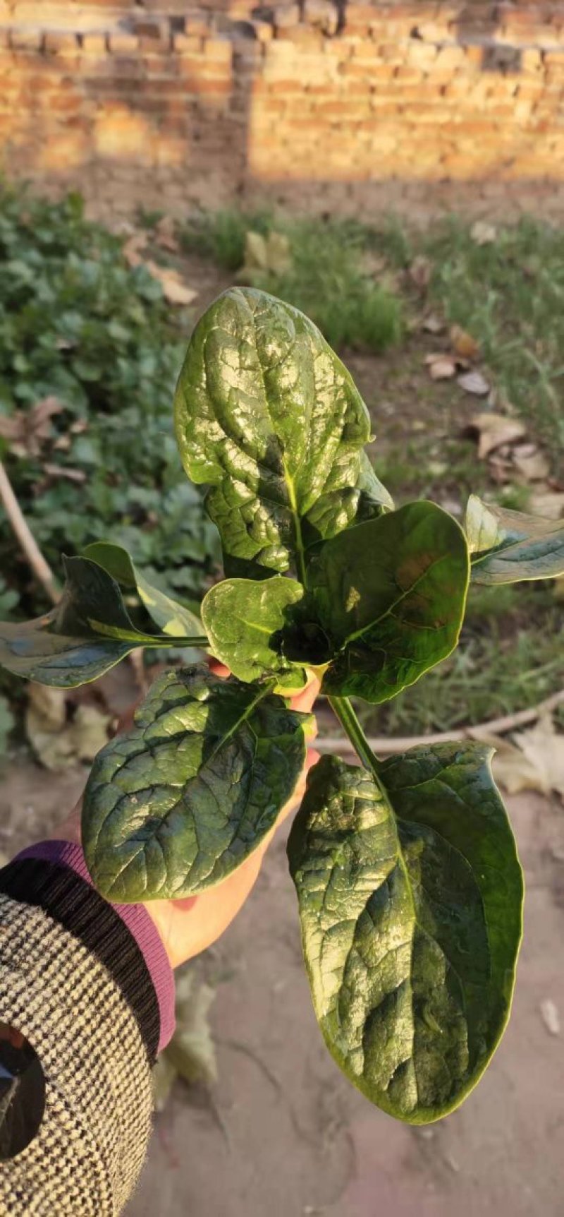 菠菜