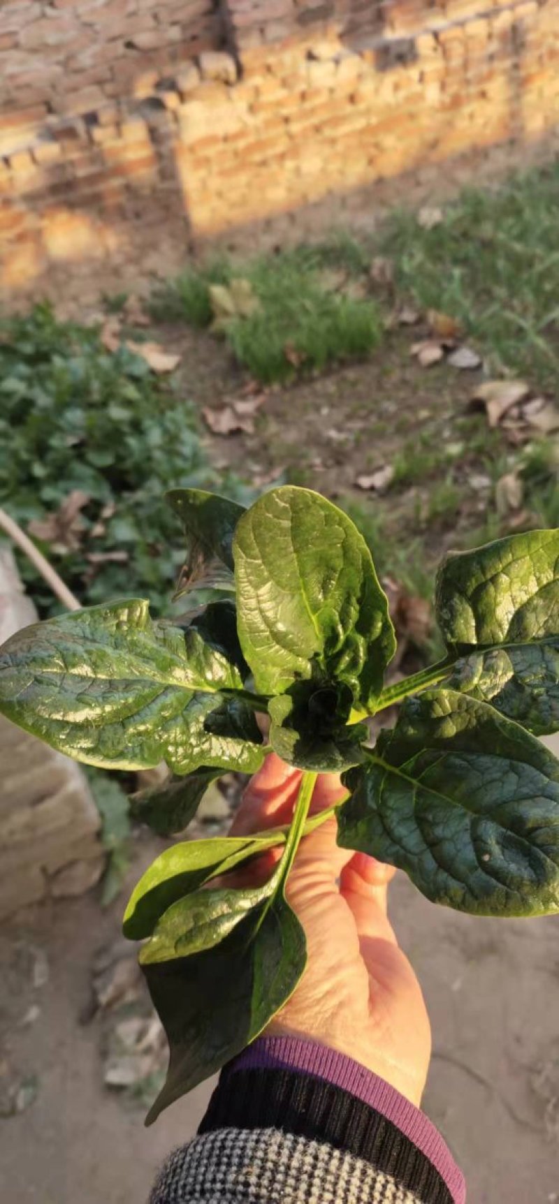 菠菜