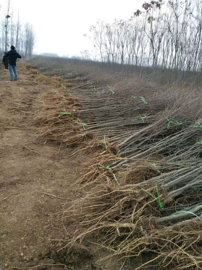 皂角树苗，供应嫁接皂角树苗价格，改良品种皂刺苗批发