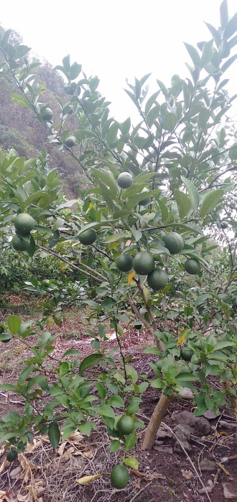 青柠檬水柠檬产地直销支持电商一件代发量大从优