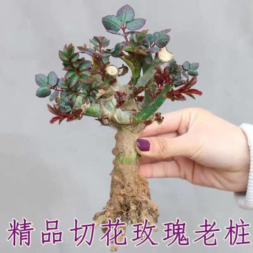 玫瑰花切花玫瑰玫瑰老根庭院阳台种植量大从优