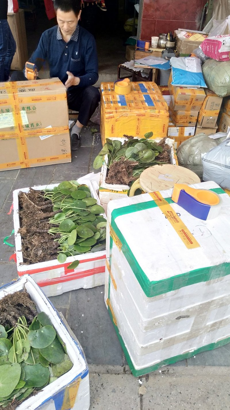 镜面草绿植绿化
