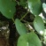 镜面草绿植绿化
