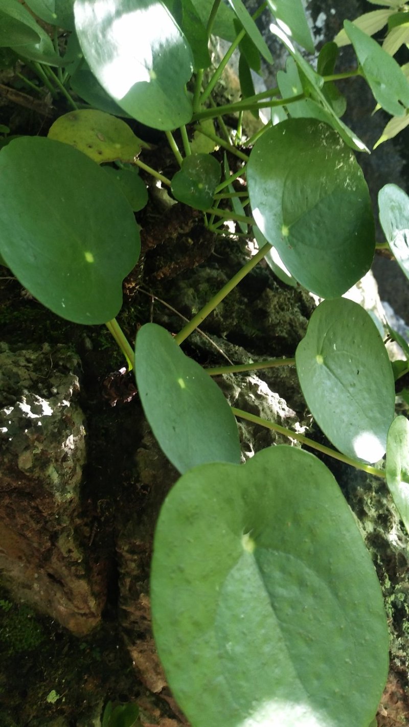 镜面草绿植绿化