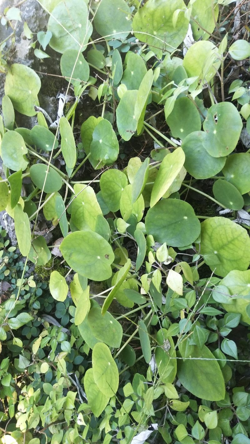 镜面草绿植绿化