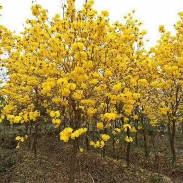 黄花枫铃庭院行道公园广区绿化风景林观赏枫铃树苗