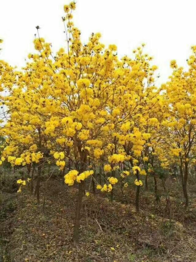 黄花枫铃庭院行道公园广区绿化风景林观赏枫铃树苗
