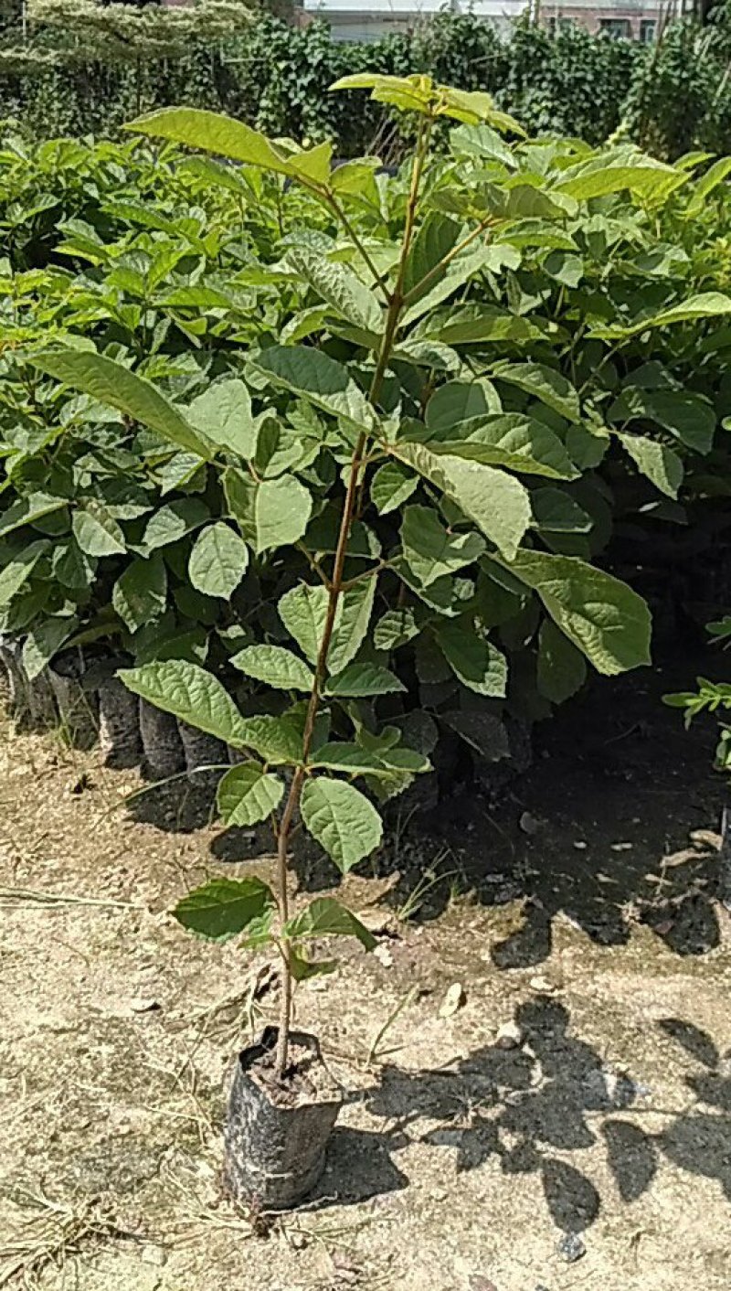 黄花枫铃庭院行道公园广区绿化风景林观赏枫铃树苗