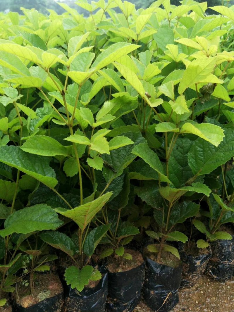 黄花枫铃庭院行道公园广区绿化风景林观赏枫铃树苗