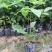 黄花枫铃庭院行道公园广区绿化风景林观赏枫铃树苗
