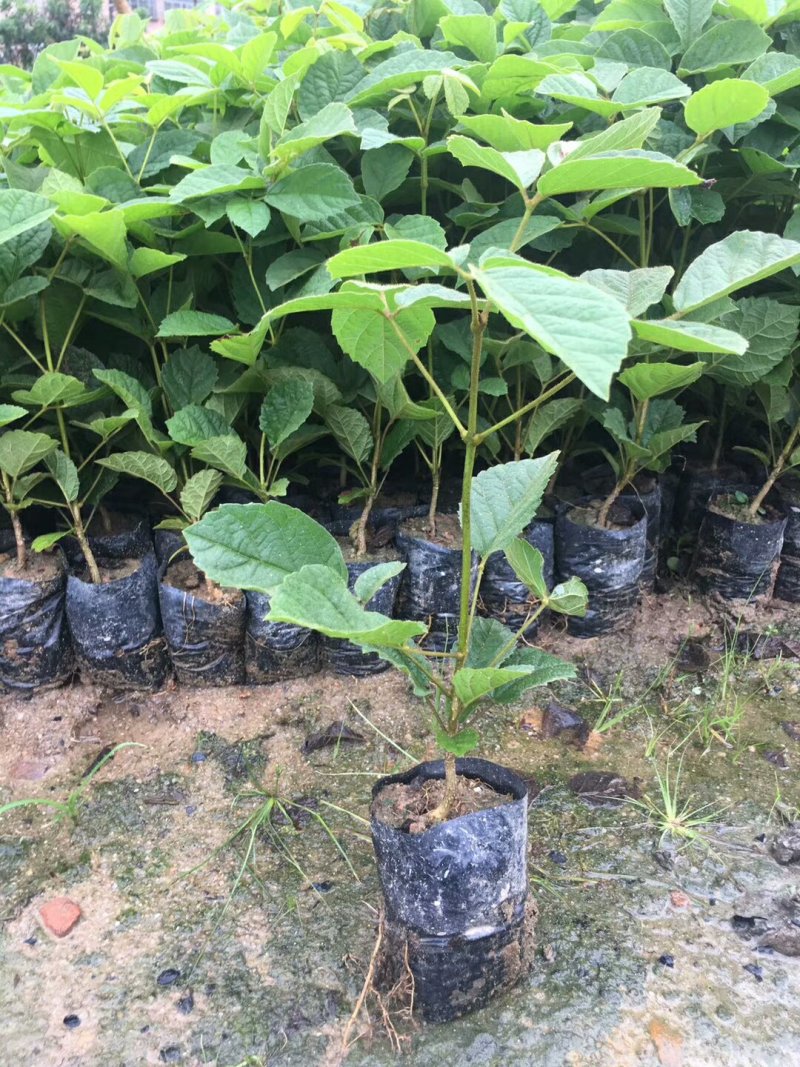 黄花枫铃庭院行道公园广区绿化风景林观赏枫铃树苗
