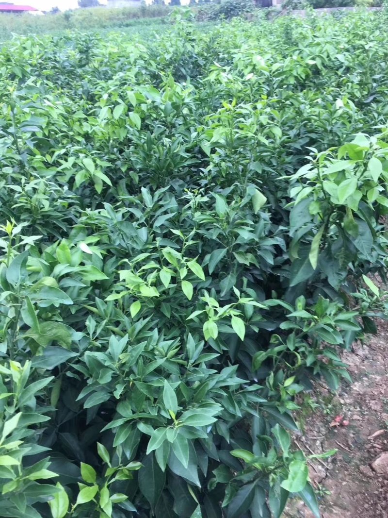 柑橘苗沃柑苗嫁接苗品种正宗产量高