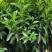 柑橘苗沃柑苗嫁接苗品种正宗产量高