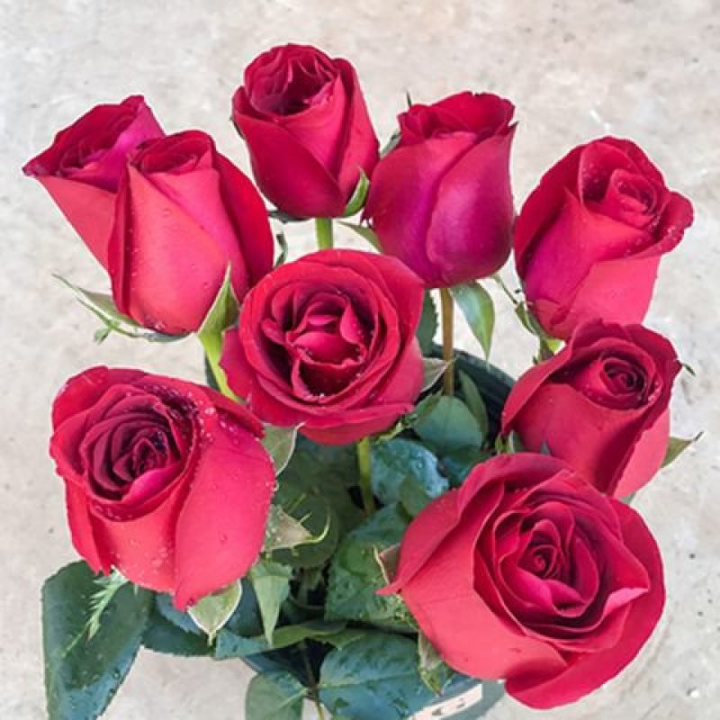 玫瑰花切花玫瑰玫瑰老根庭院阳台种植大花浓香型