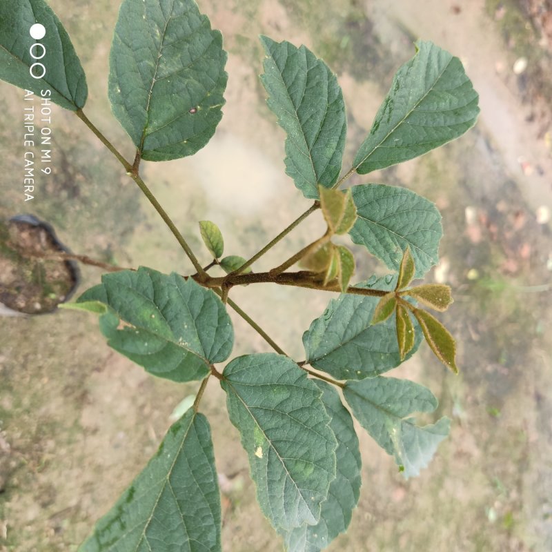 黄花枫铃庭院行道公园广区绿化风景林观赏枫铃树苗