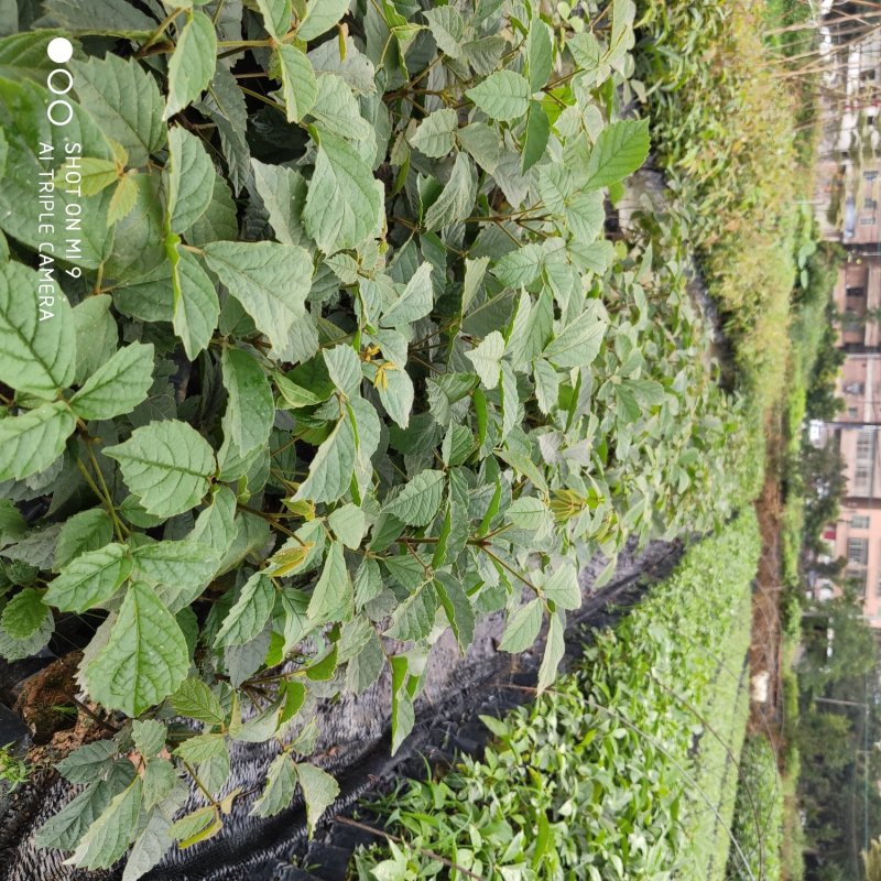 黄花枫铃庭院行道公园广区绿化风景林观赏枫铃树苗