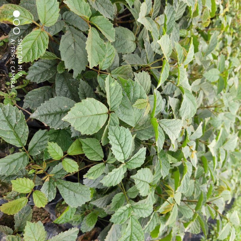 黄花枫铃庭院行道公园广区绿化风景林观赏枫铃树苗