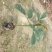 黄花枫铃庭院行道公园广区绿化风景林观赏枫铃树苗