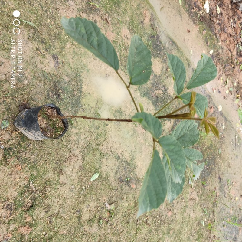 黄花枫铃庭院行道公园广区绿化风景林观赏枫铃树苗