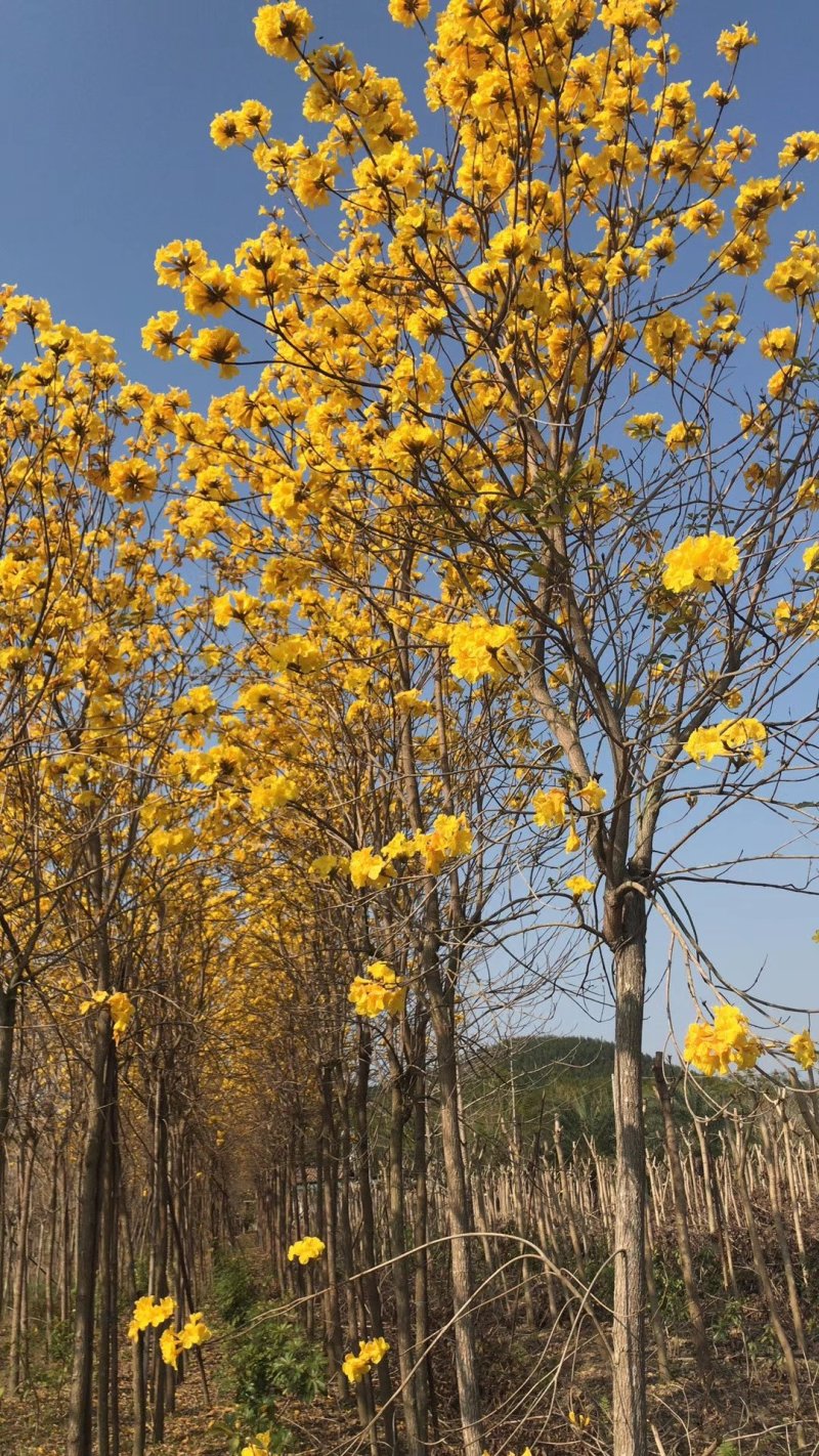 黄花枫铃庭院行道公园广区绿化风景林观赏枫铃树苗