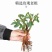 玫瑰月季老根大花浓香型庭院阳台种植盆栽地栽苗