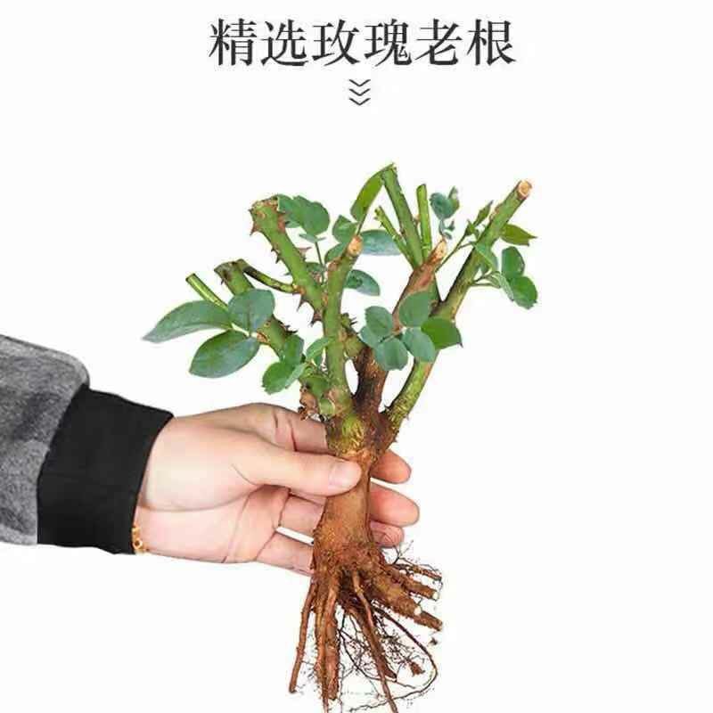 玫瑰月季老根大花浓香型庭院阳台种植盆栽地栽苗