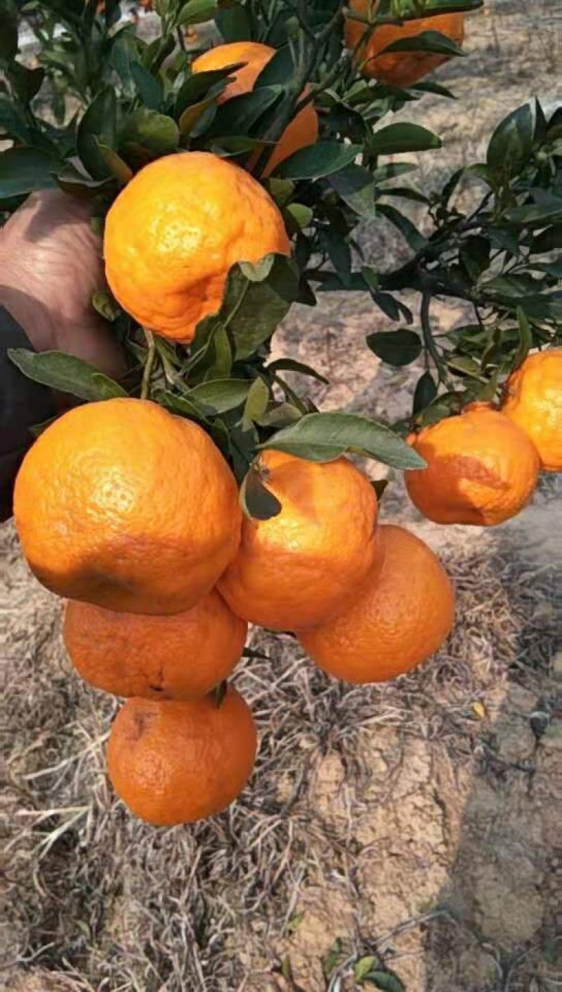 《畅销》椪柑，电商，市场，商超社团外贸出口农户一手货