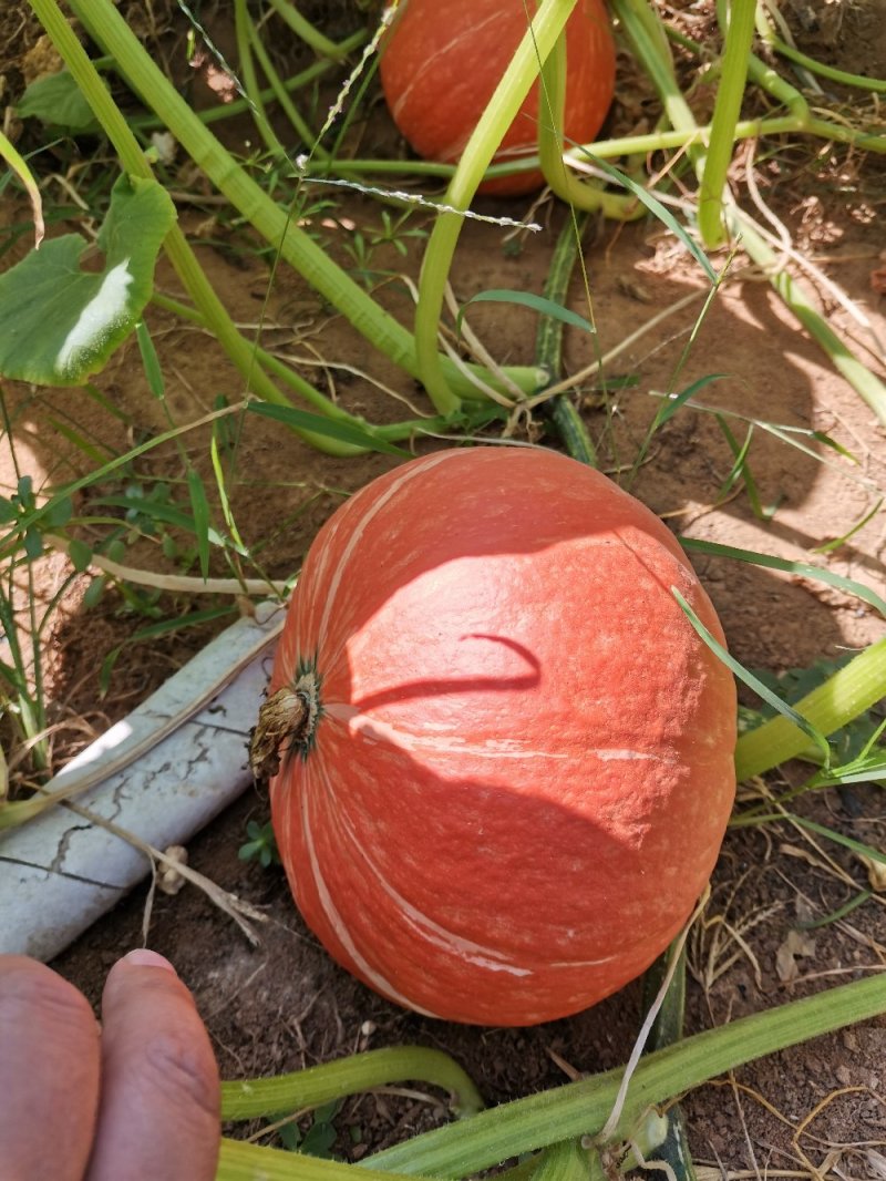 黄金二号红南瓜